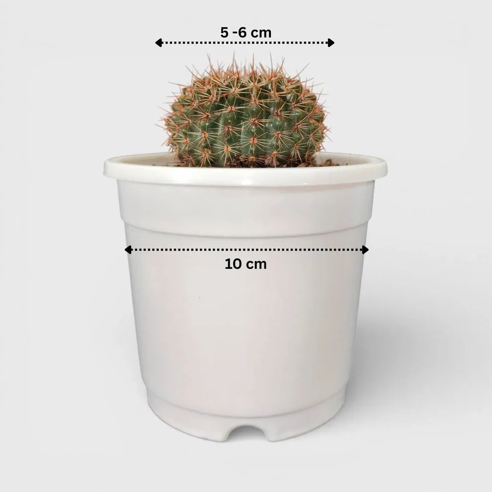 Cactus Combo Set of 4 Mature Well-Rooted Bare-Rooted Plants | Flowering Cactus Collection