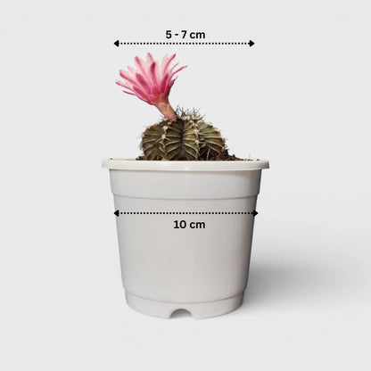 Cactus Combo Set of 4 Mature Well-Rooted Bare-Rooted Plants | Flowering Cactus Collection