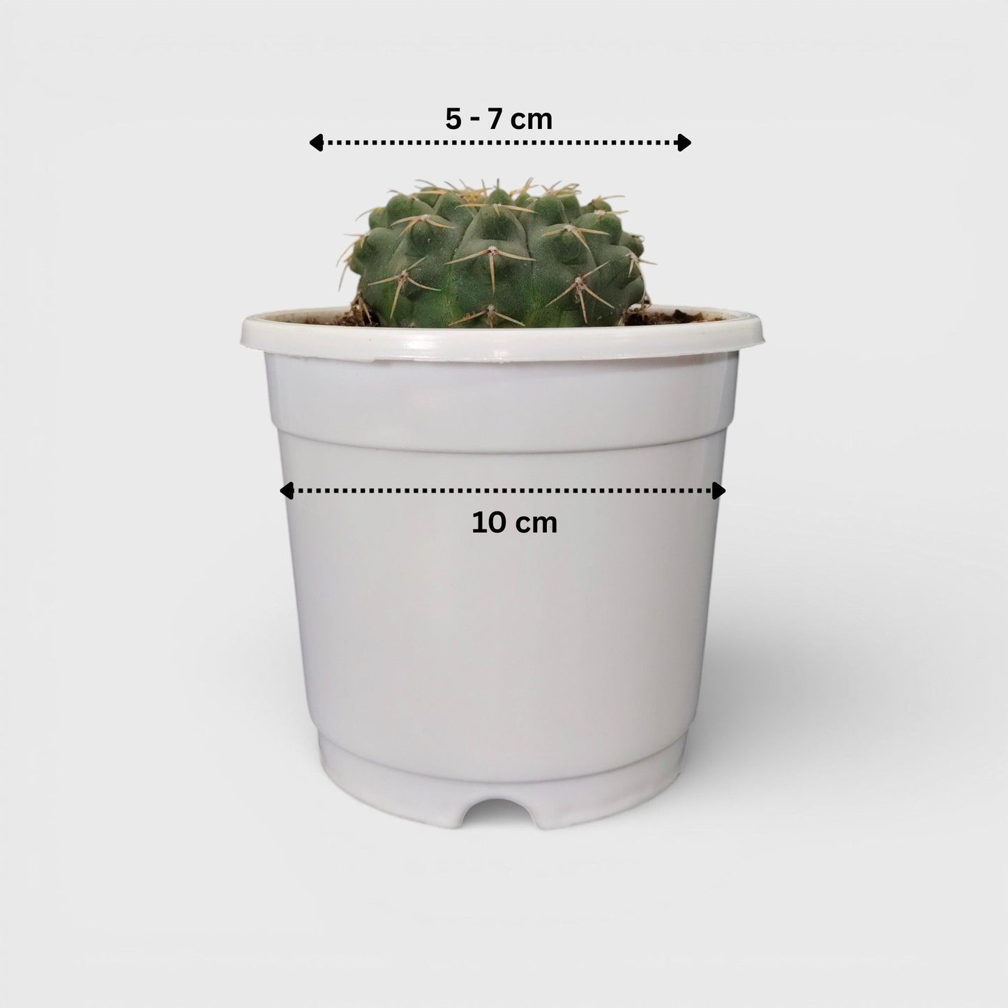 Rare Gymnocalycium Quehlianum Hybrid Compact Indoor Cactus | Bare Rooted