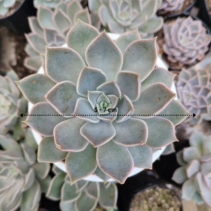 Echeveria Mensa – Powdery Blue Rosette | Easy Care Indoor Succulent | Bare Rooted