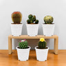 5 Different Flowering Cactus Combo | Mature Well-Rooted Cactus Collection