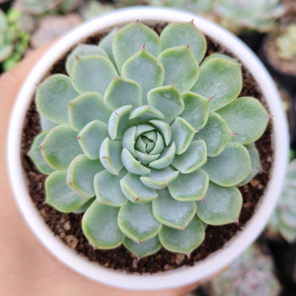 Echeveria Alfred Hybrid - Bare Rooted | Succulent for Home Decor