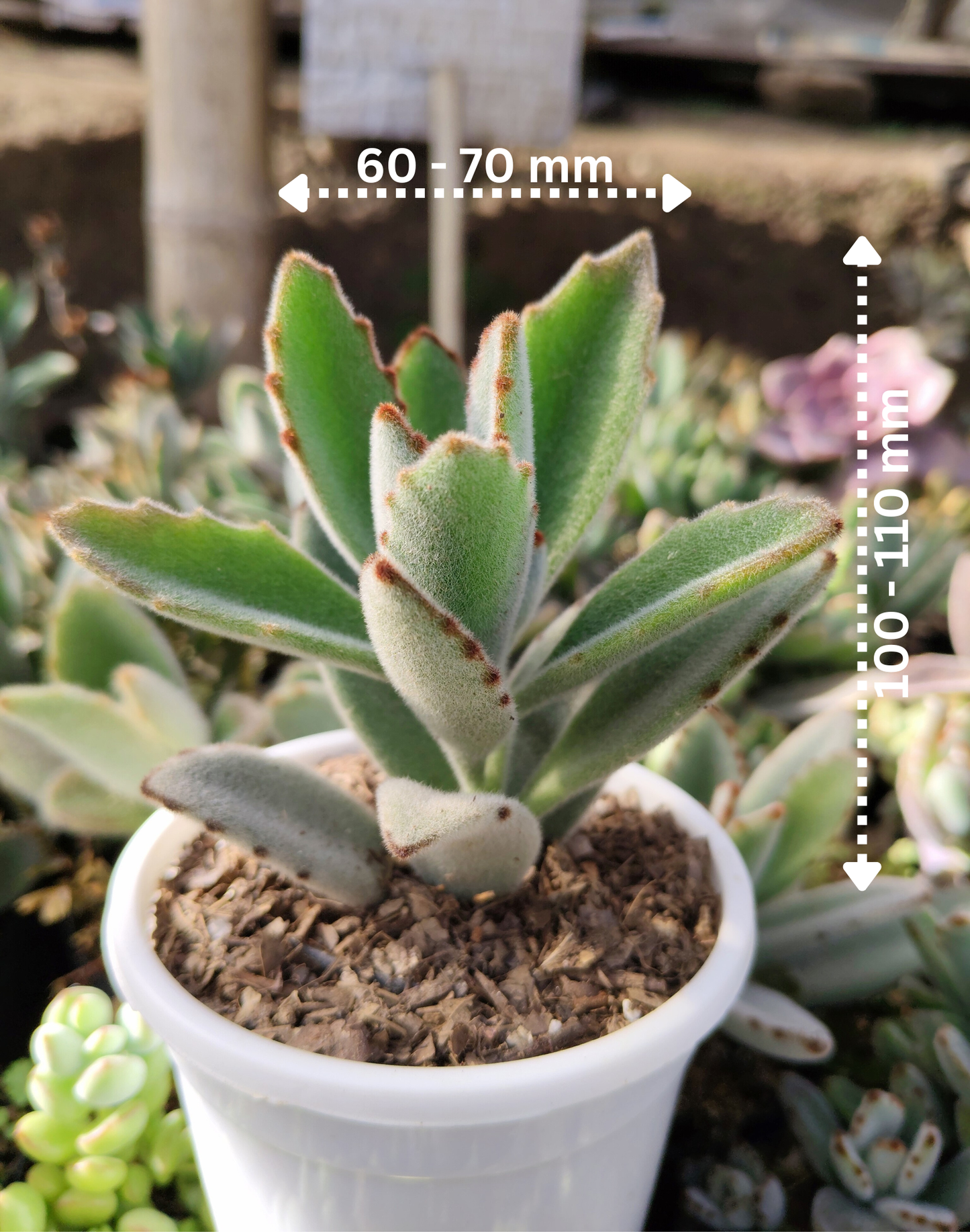 Kalanchoe Tomentosa ‘Chocolate Soldier’ (Panda Plant) | Bare‑Rooted – A Velvety Delight! Buy at Frek – Bare-Rooted