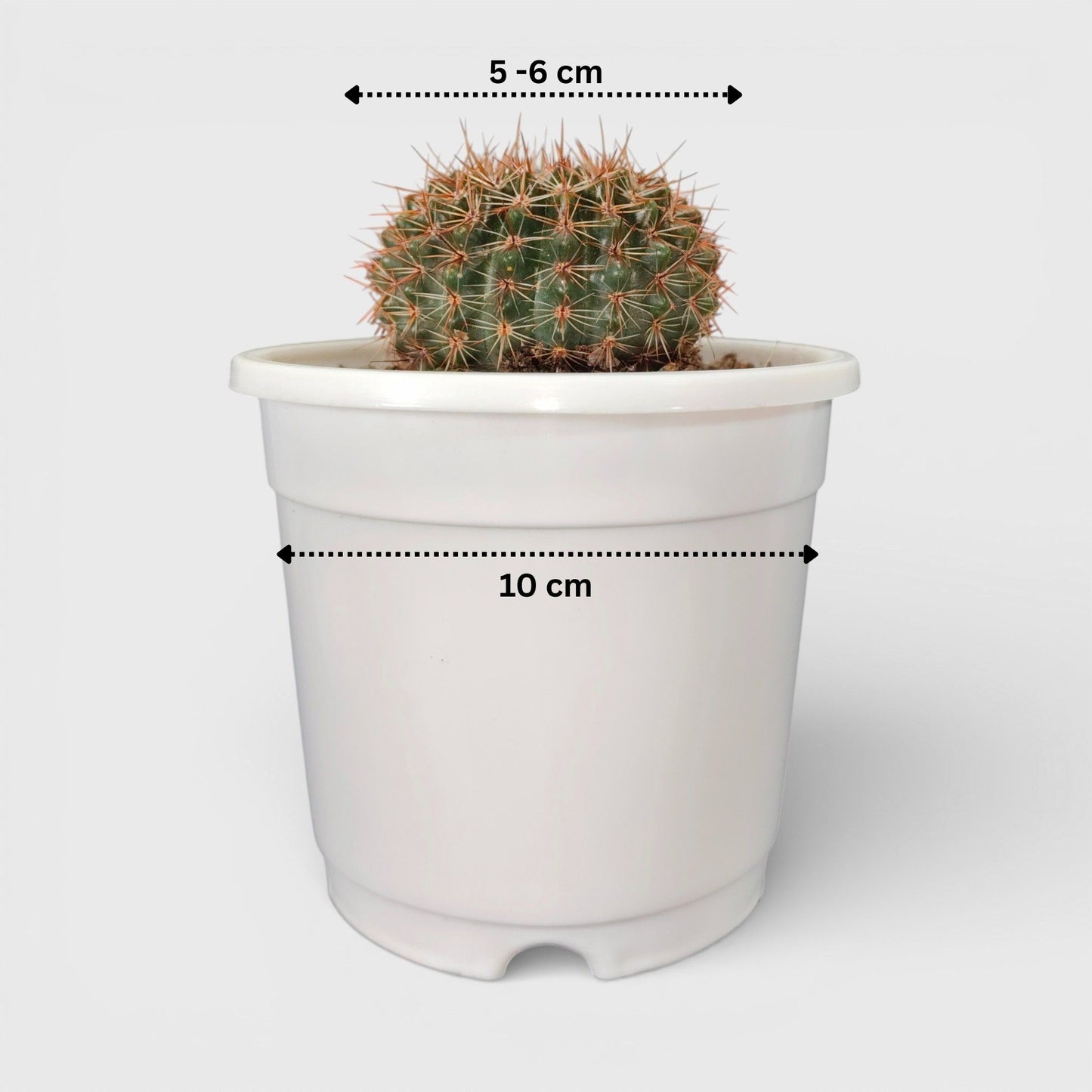 Noto Brown Spine Cactus - Unique Low-Maintenance Plant for Home & Garden | Bare Rooted