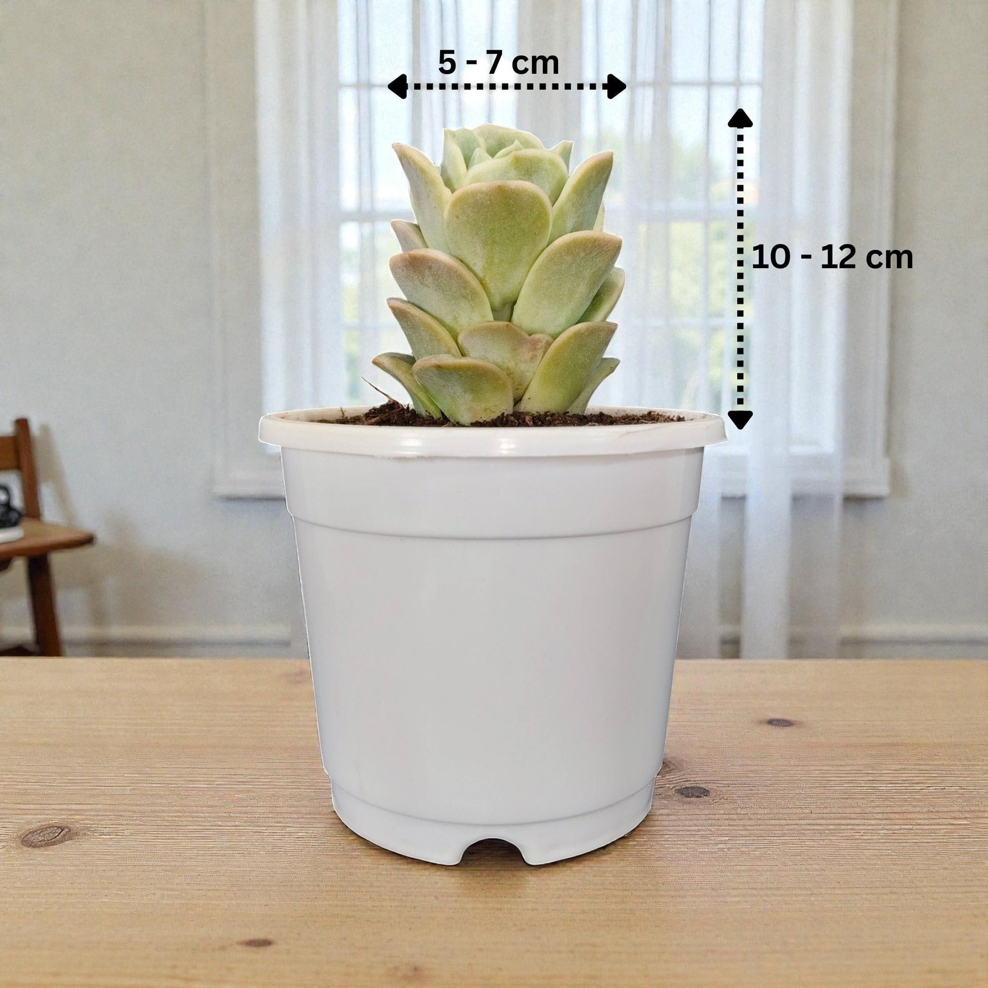 Buy Graptoveria Lovely Rose Online India | Succulent Plant | Bare Rooted