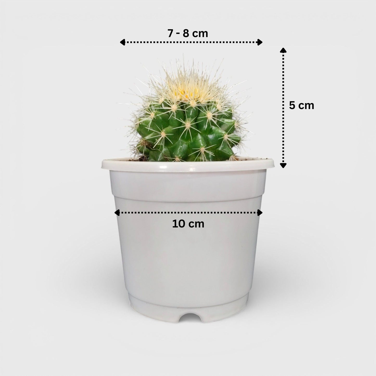 Golden Barrel Cactus - Echinocactus Grusonii | Bare Rooted