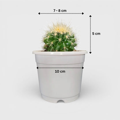 Golden Barrel Cactus - Echinocactus Grusonii | Bare Rooted