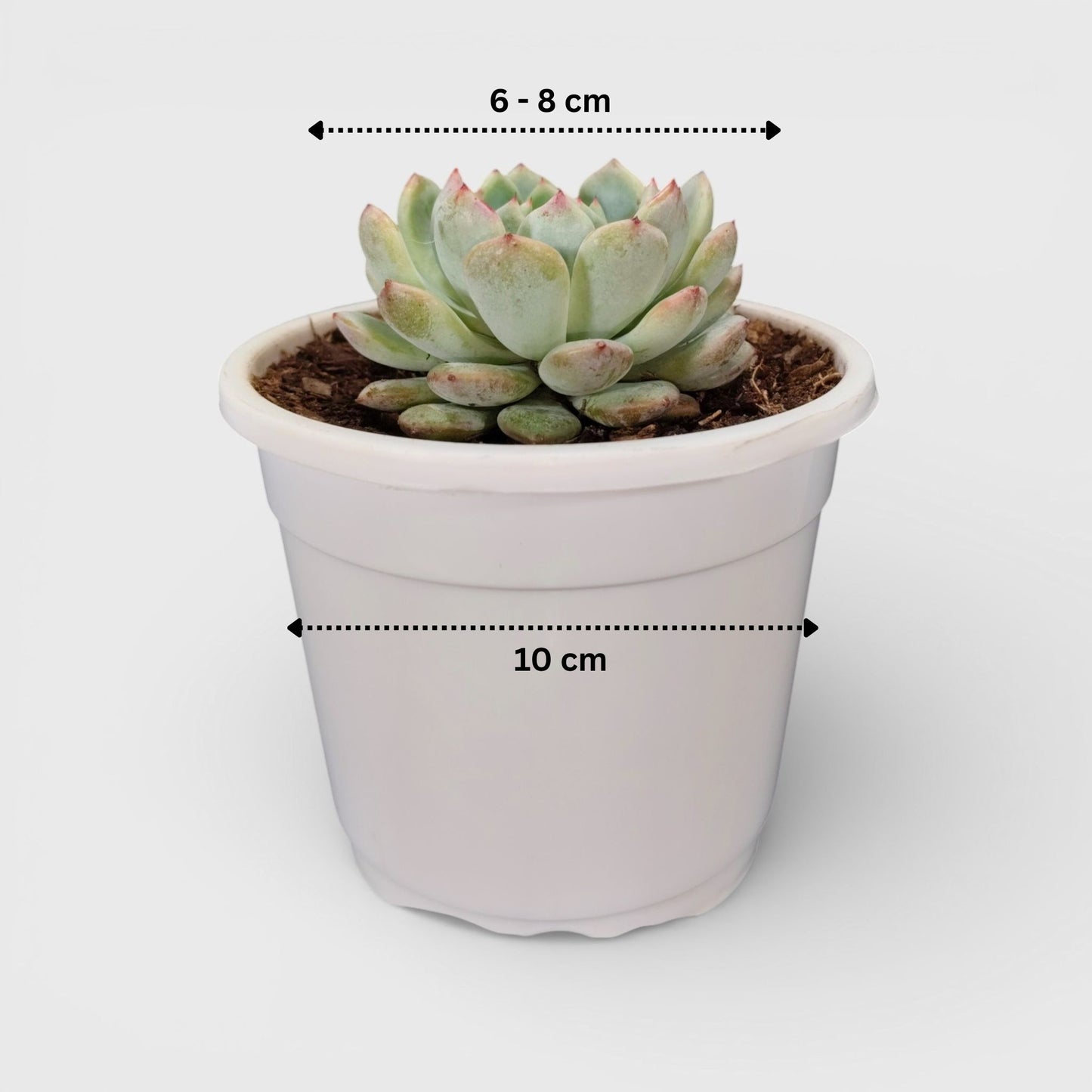 Echeveria Snow Claw Frosted Rosette Indoor Succulent | Bare Rooted