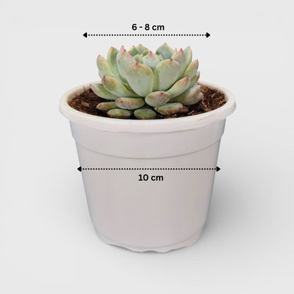 Echeveria Snow Claw Frosted Rosette Indoor Succulent | Bare Rooted