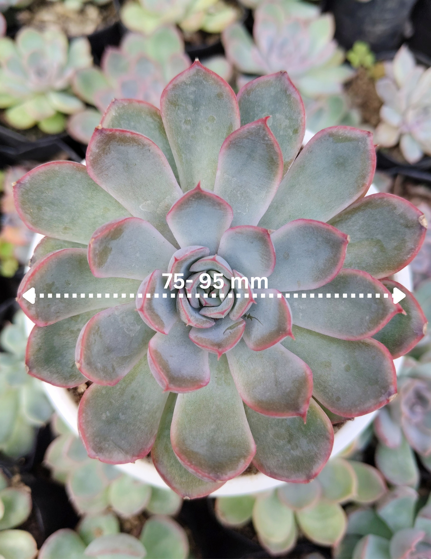 Echeveria Orient | Bare-Rooted – Beautiful Succulent for Home and Office
