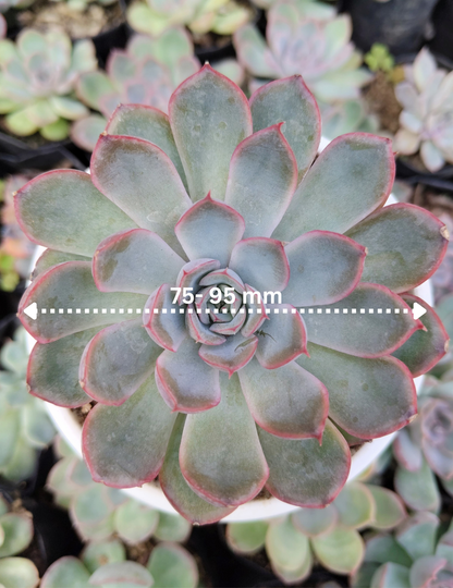 Echeveria Orient | Bare-Rooted – Beautiful Succulent for Home and Office