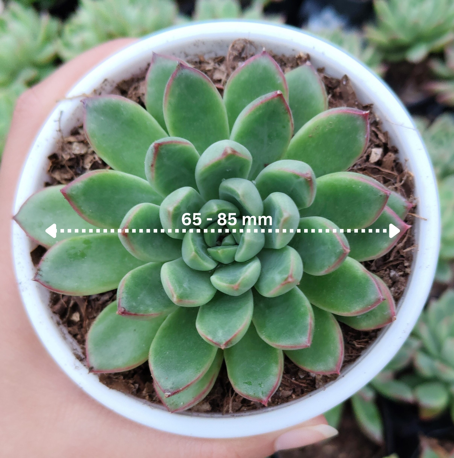 Echeveria ‘Royal Green’ | Bare-Rooted – Elegant Succulent for Home, Office & Garden Decor