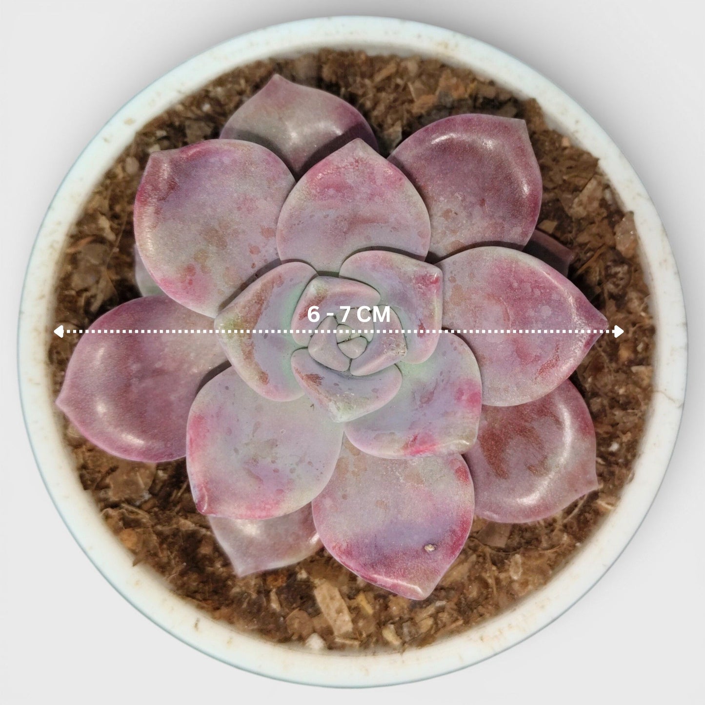 Graptopetalum Purple Delight - Bare Rooted | Indoor Decor Plant – Bare-Rooted