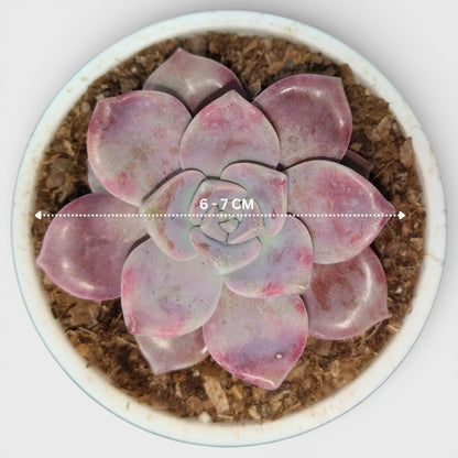 Graptopetalum Purple Delight - Bare Rooted | Indoor Decor Plant – Bare-Rooted