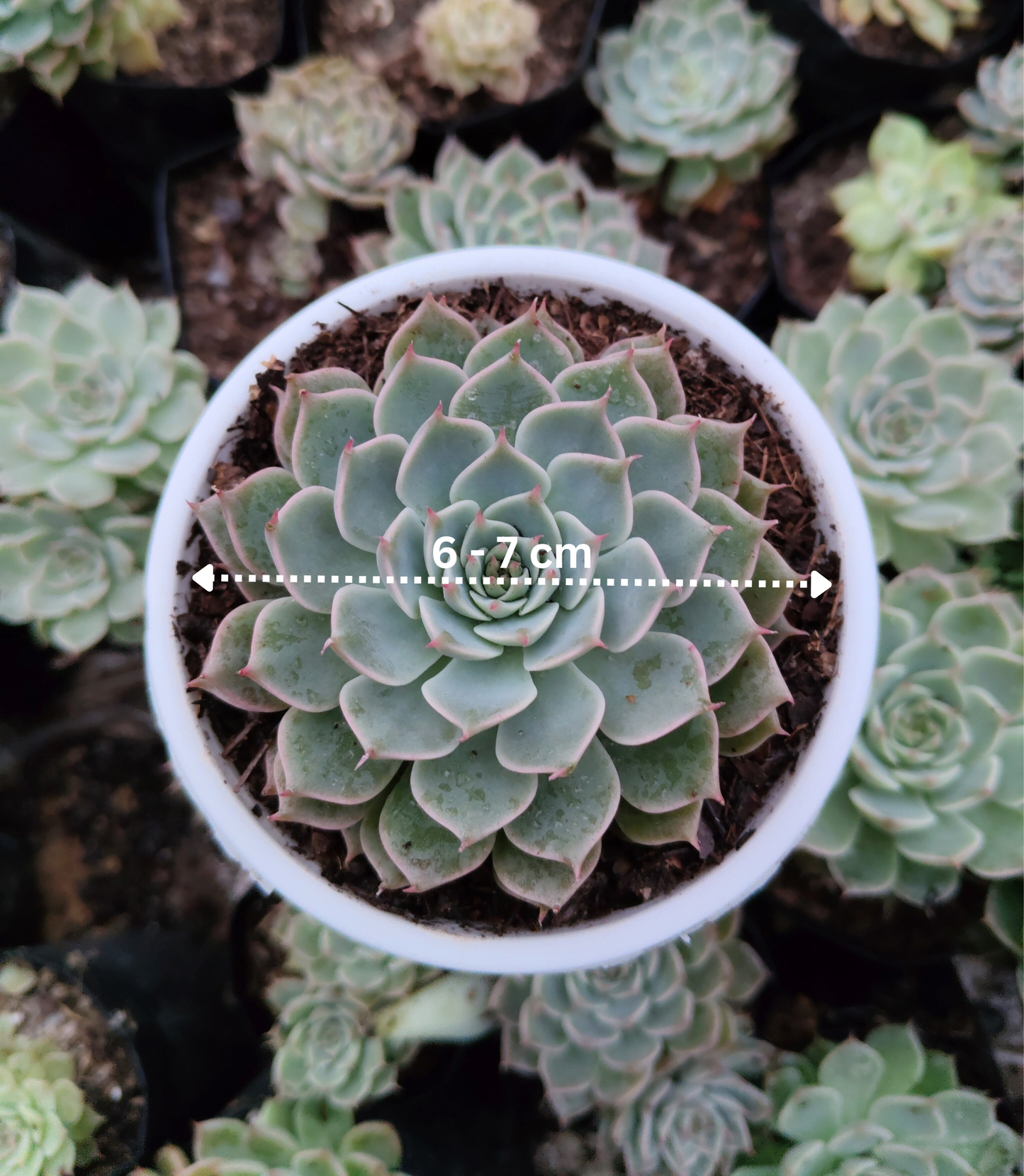 Echeveria Elegans (Mexican Snowball) | Bare-Rooted – Succulent Plant | Symbol of Positivity, Luck & Growth