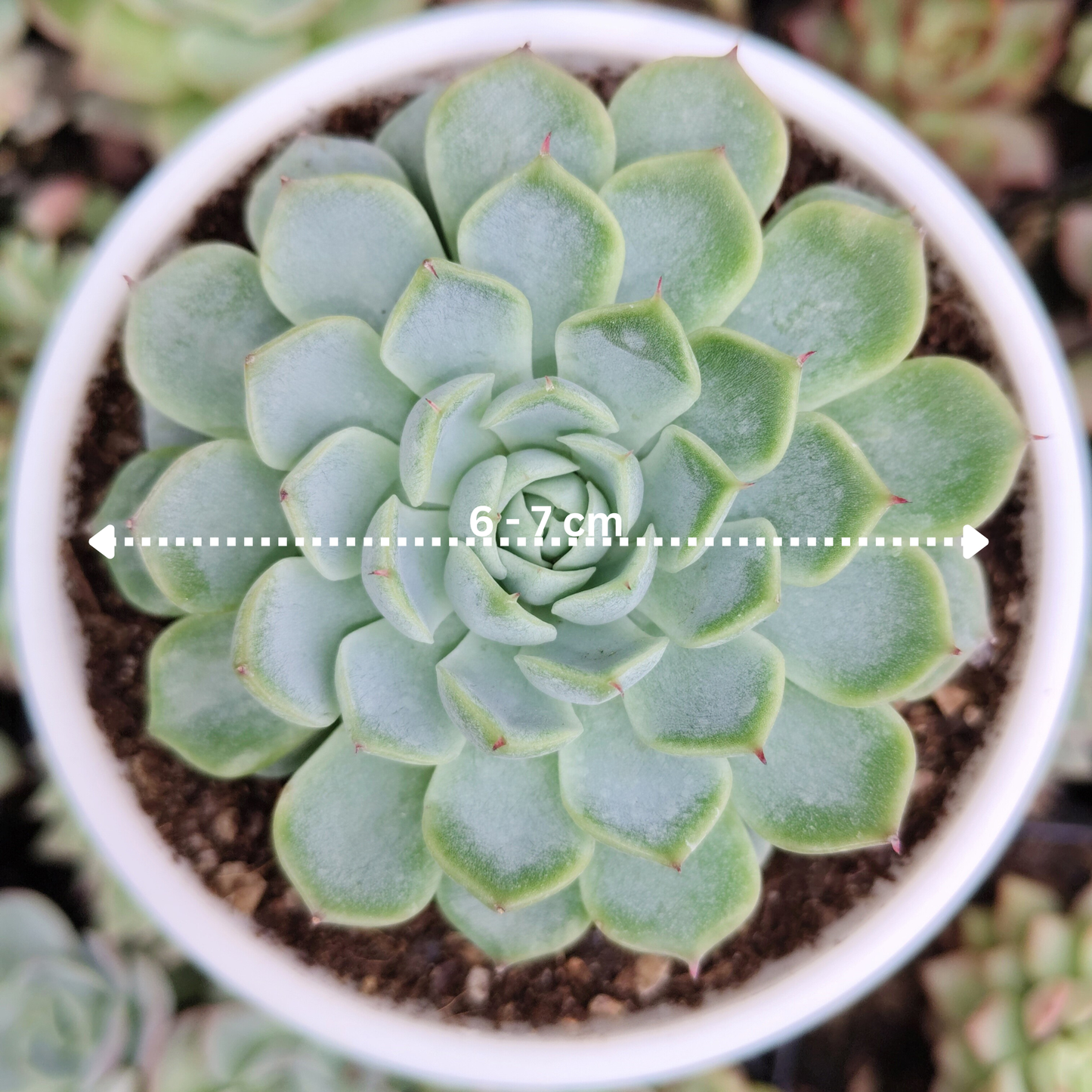 Echeveria Alfred Hybrid - Bare Rooted | Succulent for Home Decor