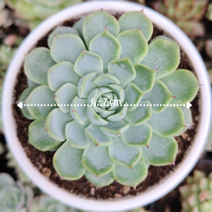 Echeveria Alfred Hybrid - Bare Rooted | Succulent for Home Decor