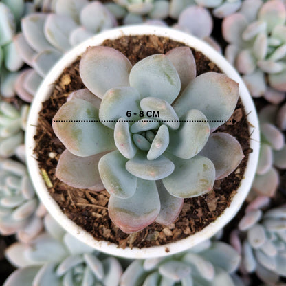 Graptoveria Opalina Hybrid Succulent – Indoor Live Plant | Bare Rooted