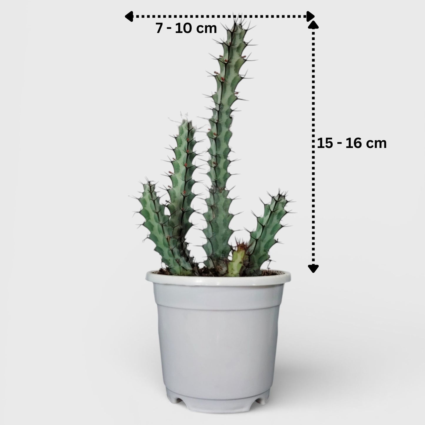 Euphorbia Greenwayi Sculptural Caudex Succulent Plant | Bare Rooted