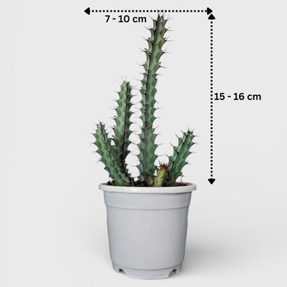 Euphorbia Greenwayi Sculptural Caudex Succulent Plant | Bare Rooted