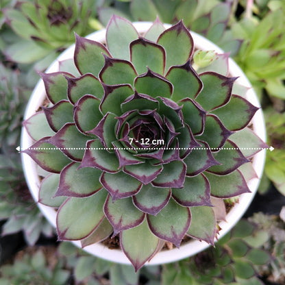 Laxmi Kamal Sempervivum Blue Boy Succulent | Vastu & Good Luck Rosette Plant | Bare Rooted