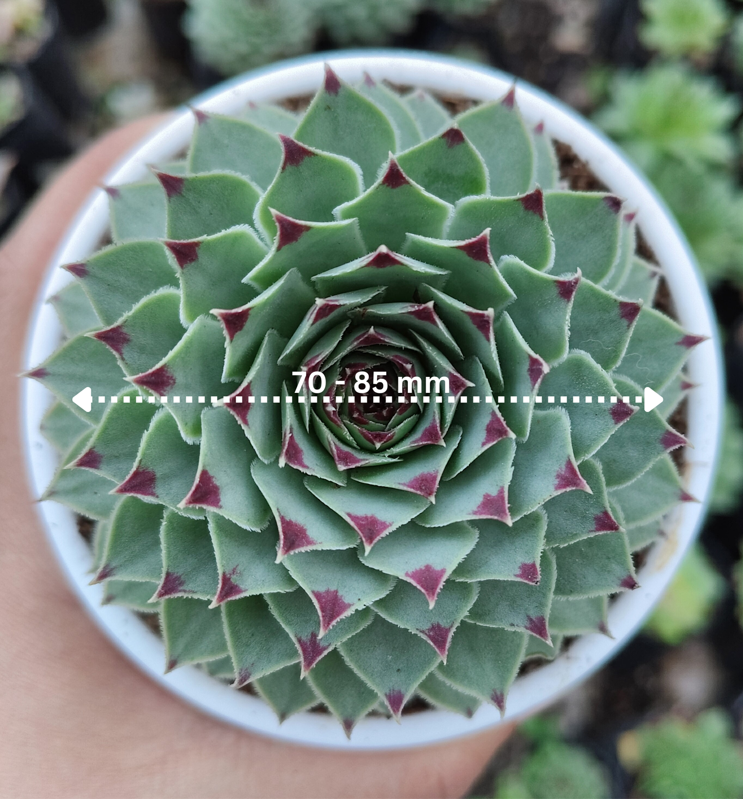 Laxmi Kamal (Sempervivum Green Wheel) Variegated | Bare-Rooted – Buy Now at Frek!