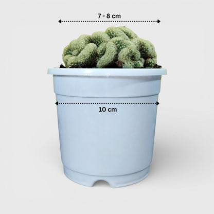 Mammillaria Elongata 'Cristata' (Brain Cactus) - Unique and Low-Maintenance Plant for Homes, Offices, and Gardens – Bare Rooted