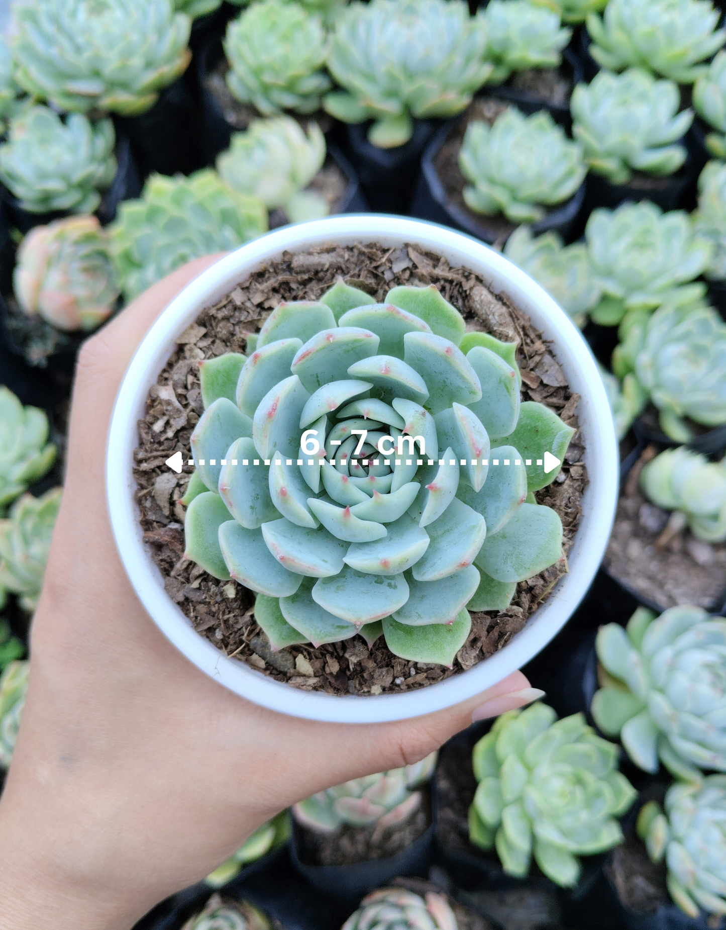 Echeveria Lunas Hybrid | Bare-Rooted – Elegant Succulent for Home & Office Decor