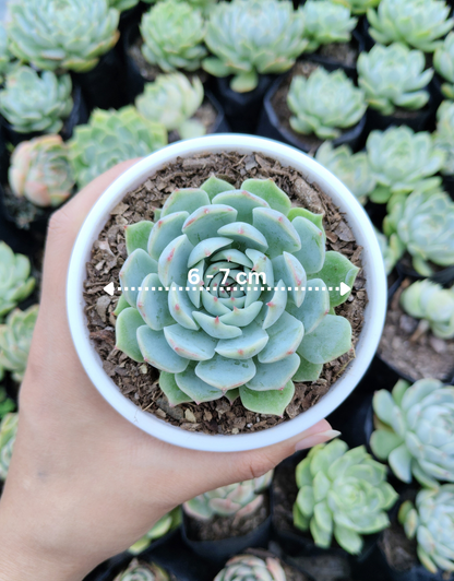 Echeveria Lunas Hybrid | Bare-Rooted – Elegant Succulent for Home & Office Decor
