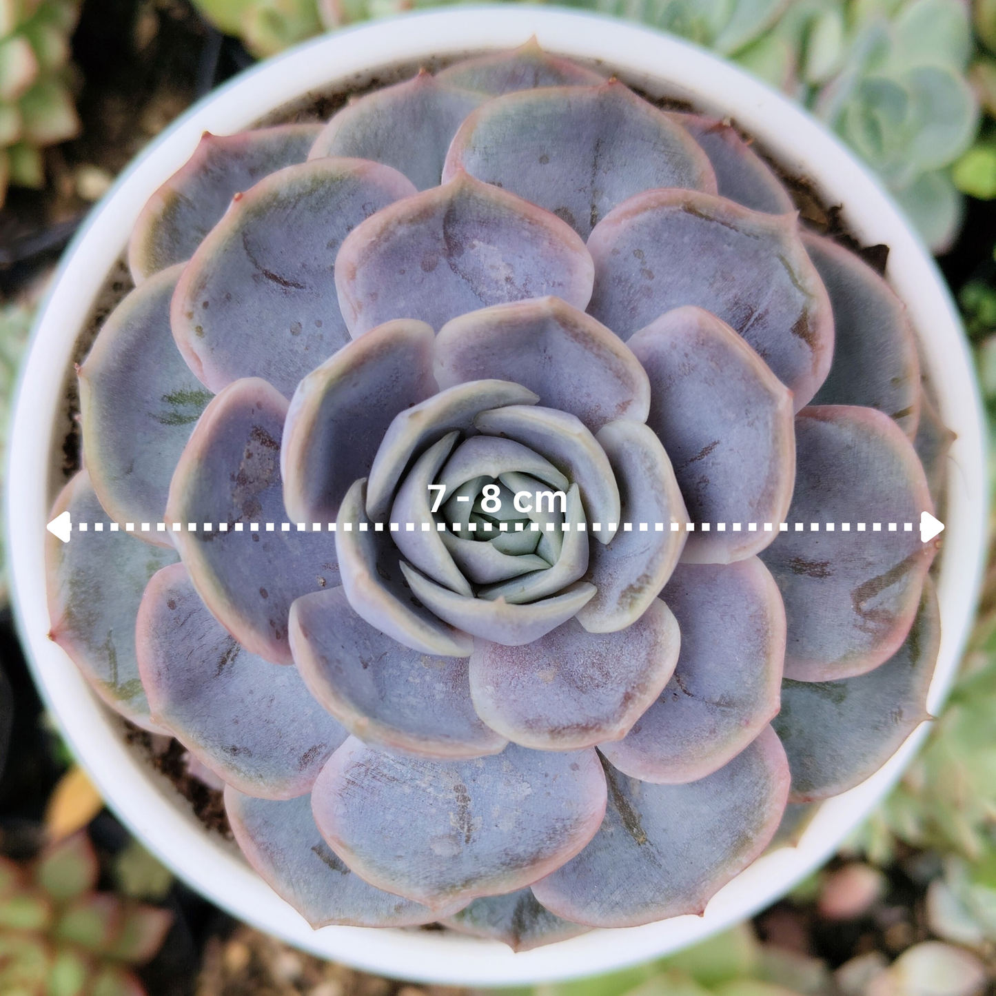 Echeveria 'Blue Surprise' Bare-Rooted - Elegant Succulent for Home, Office, and Garden