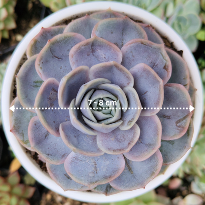 Echeveria 'Blue Surprise' Bare-Rooted - Elegant Succulent for Home, Office, and Garden