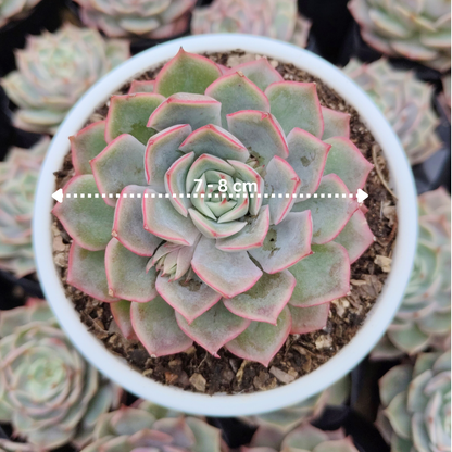 Echeveria Egeria Pink Edge - Bare Rooted | Rosette with Pink Trim