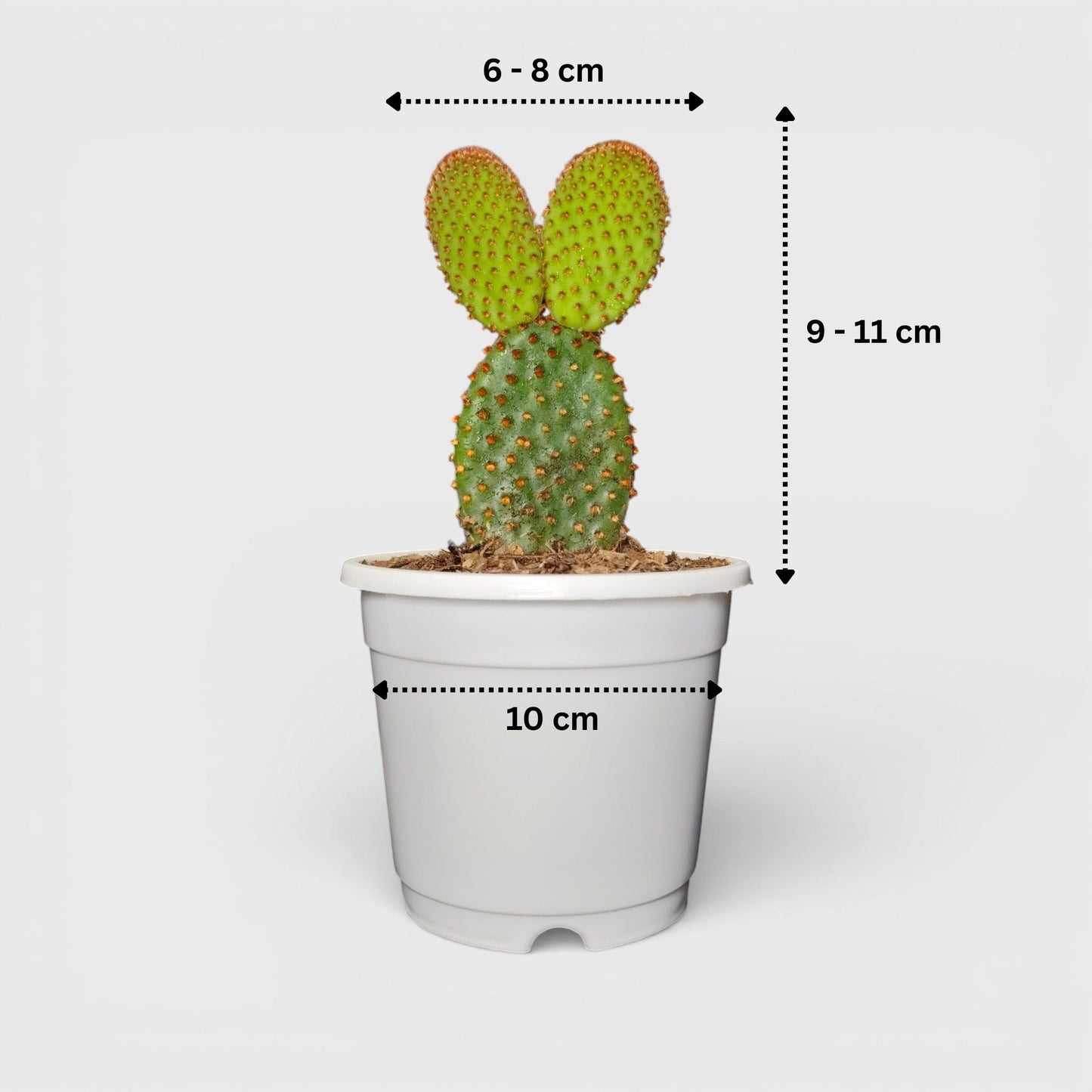 Opuntia Microdasys Red Bunny Ear Indoor Cactus | Bare Rooted