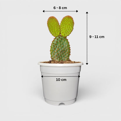 Opuntia Microdasys Red Bunny Ear Indoor Cactus | Bare Rooted