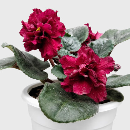 African Violet Red Flower (Saintpaulia) – Mature Flowering Indoor Plant