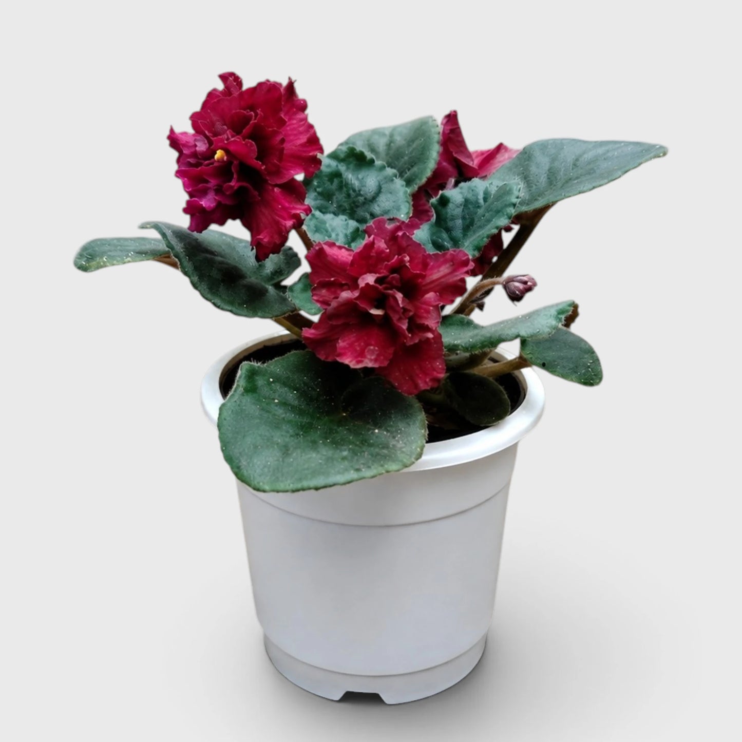 African Violet Red Flower (Saintpaulia) – Mature Flowering Indoor Plant
