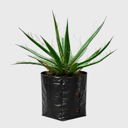 Thread Agave (Agave filifera) | Rare Big Well Rooted Mature Architectural Succulent