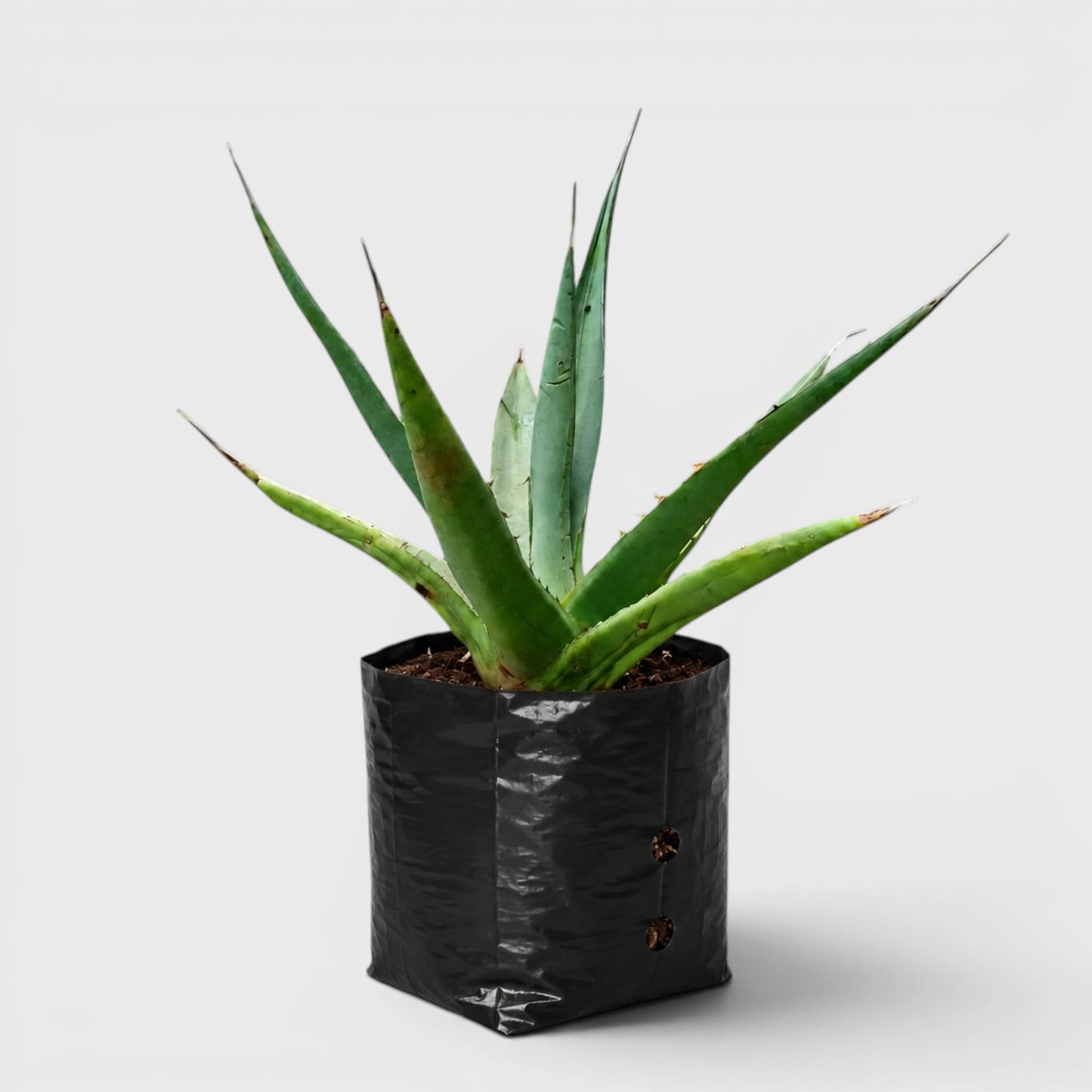 Rare Agave Purpusorum | Large Well Rooted Mature Succulent Plant