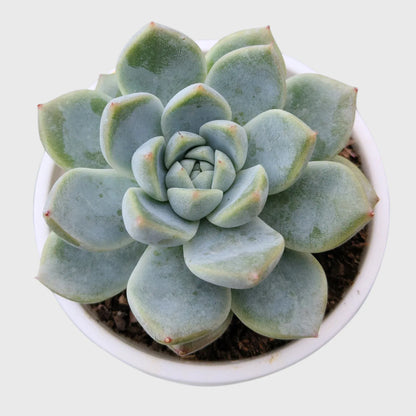 Echeveria Combo Set of 9 | Mature Well Rooted Succulents | Colourful Succulent Collection - Free Shipping