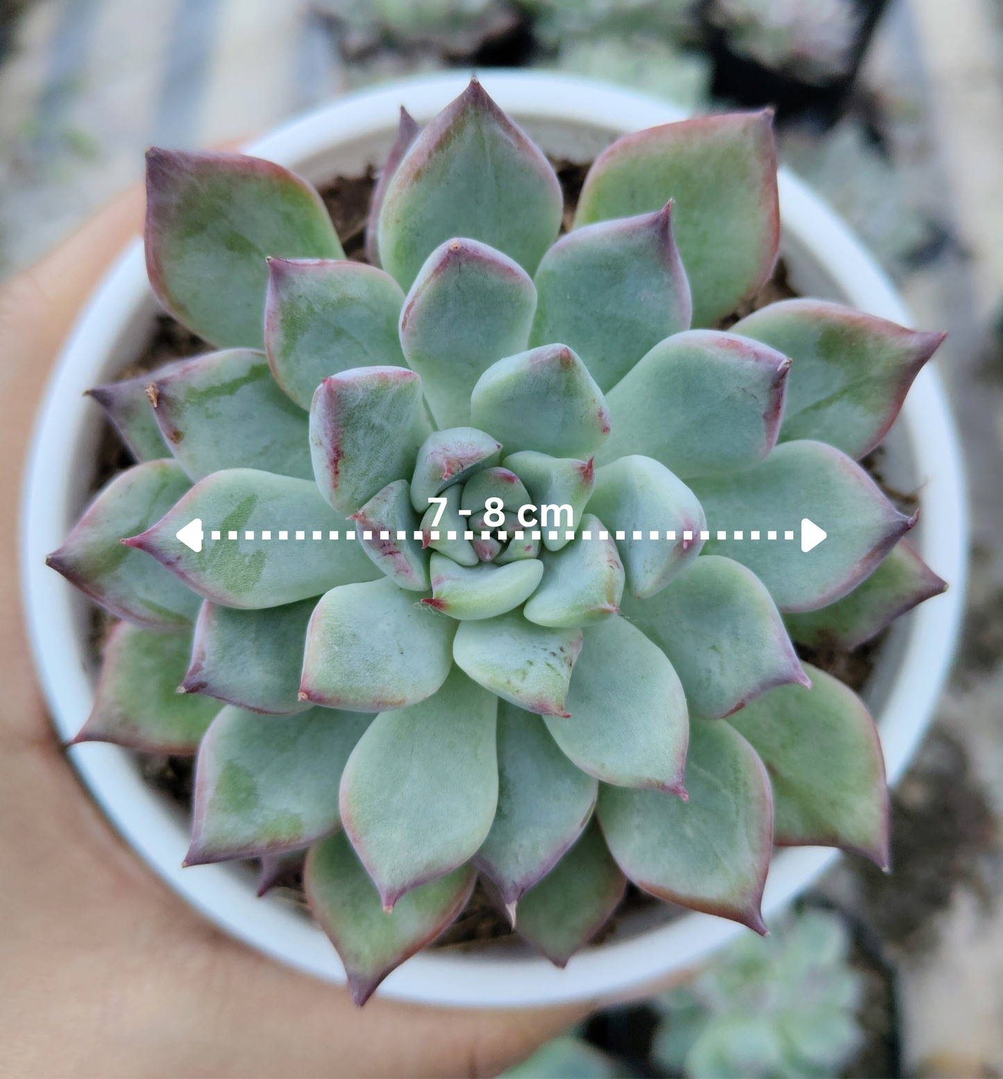 Echeveria Apus Succulent Hybrid | Bare-Rooted – Powdery Blue-Green Rosette | Succulent for Home Décor