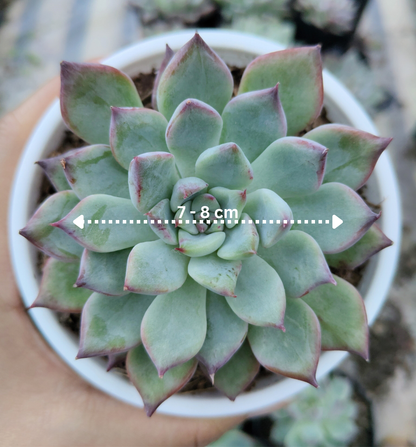 Echeveria Apus Succulent Hybrid | Bare-Rooted – Powdery Blue-Green Rosette | Succulent for Home Décor
