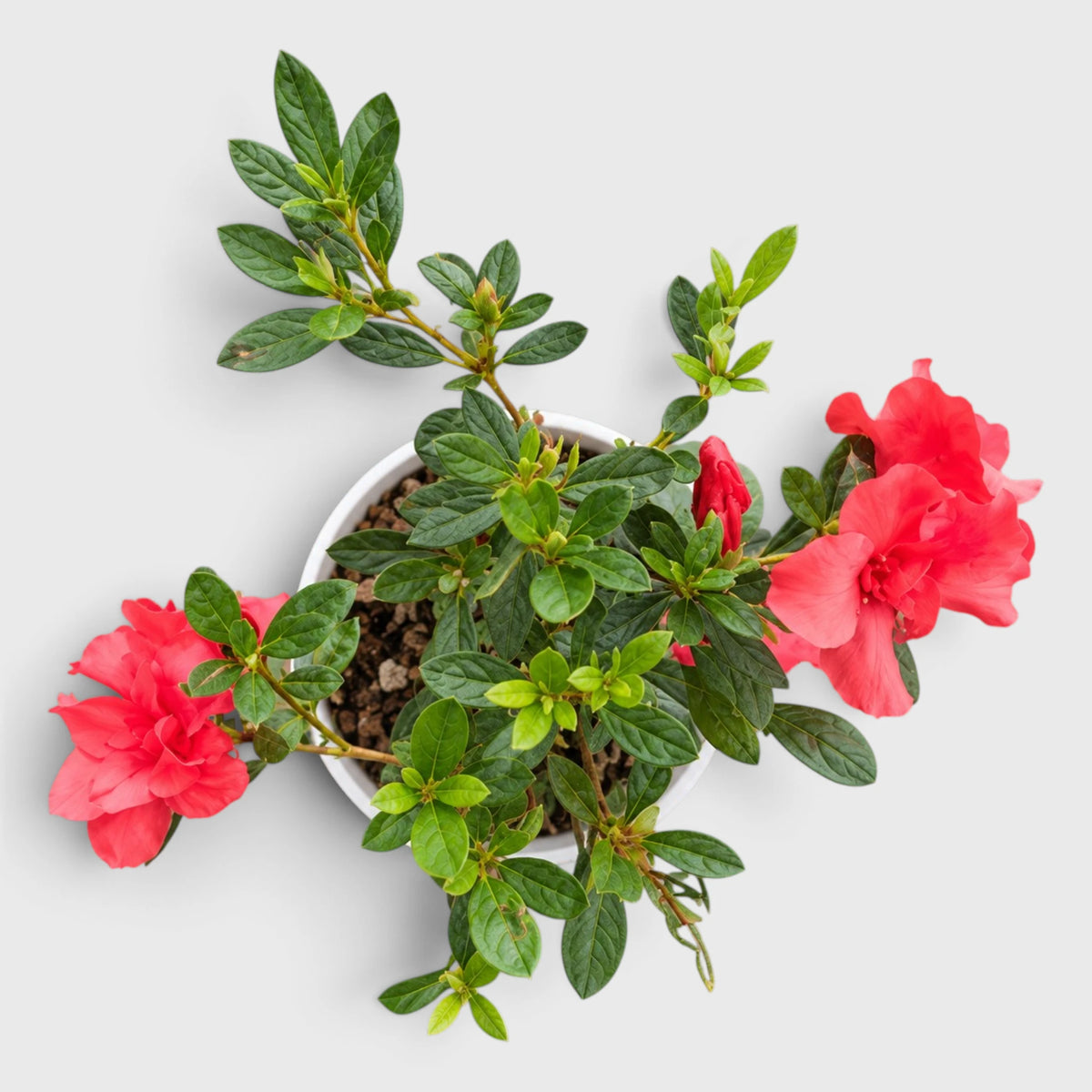 Azalea Autumn Sunset – Red Flowering Azalea Plant
