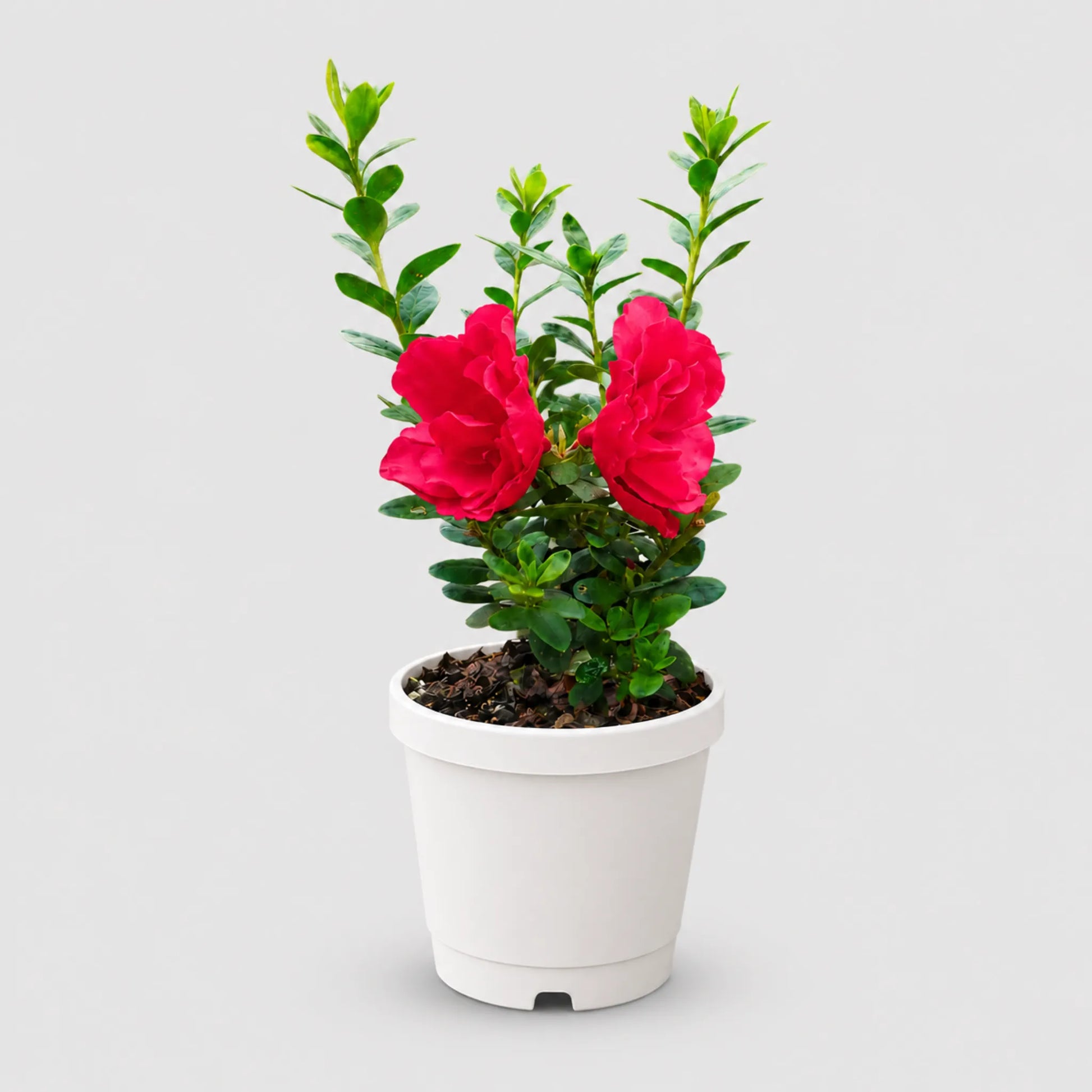 Azalea Super Red | Well Rooted Mature Flowering Plant