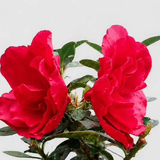 Azalea Super Red | Well Rooted Mature Flowering Plant