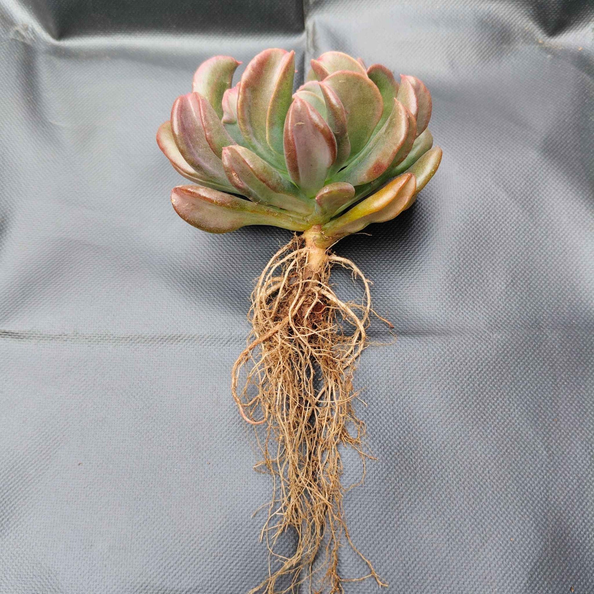 Succulent plant with visible roots on a gray background