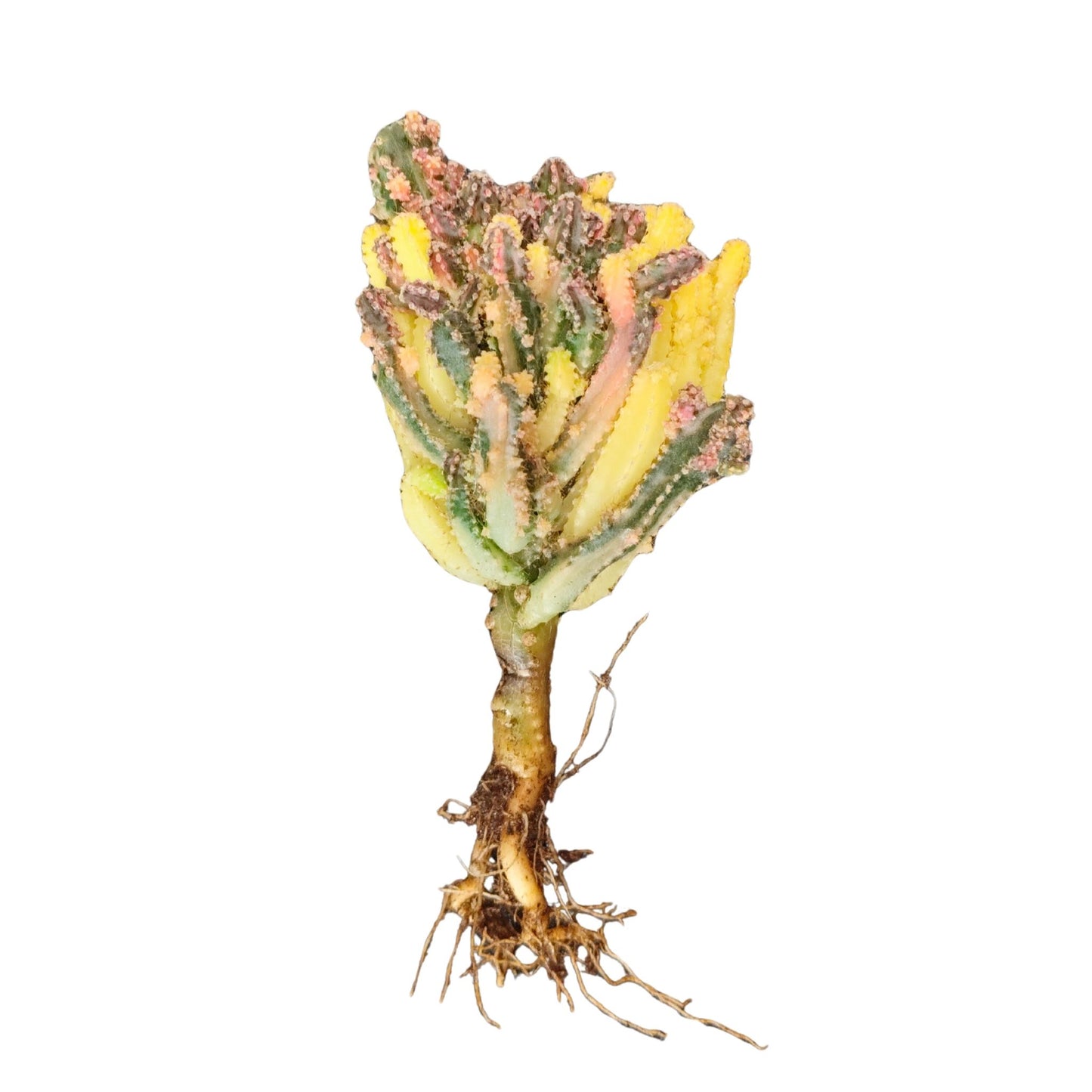 Close-up of a plant stem with roots on a white background