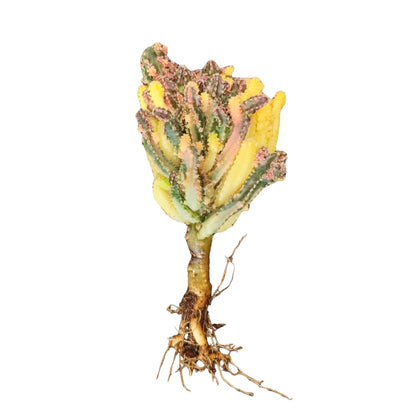 Close-up of a plant stem with roots on a white background