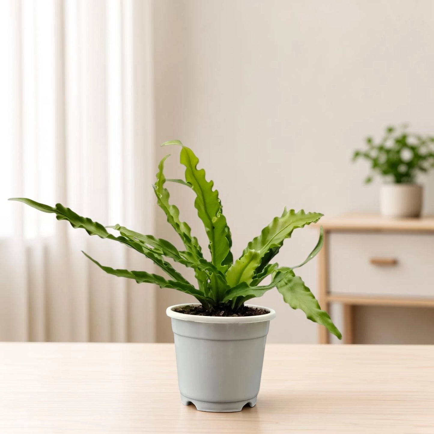 Bird's Nest Fern (Asplenium nidus) | Mature Indoor Air Purifying Fern