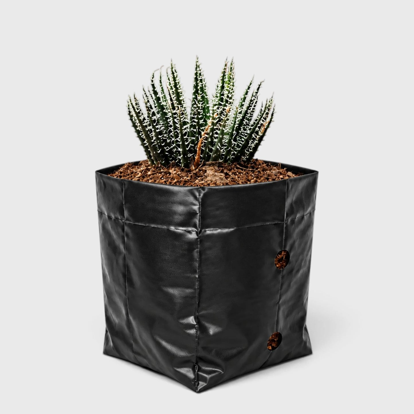 Aloe Haworthioides – Compact and Unique Plant for Your Space