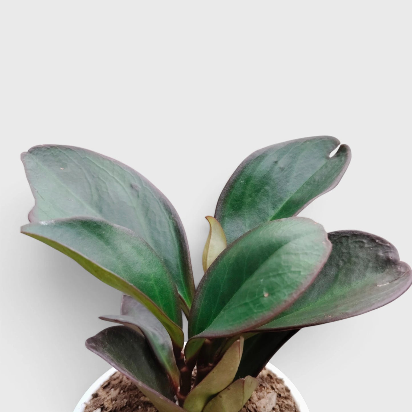 Peperomia Black Knight – Dark Green Baby Rubber Plant